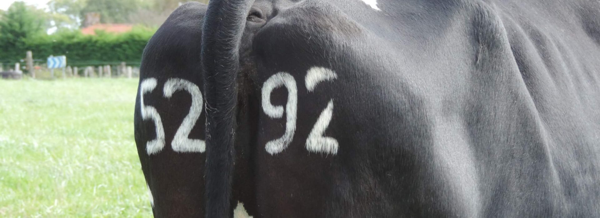 Numéros tatoués sur le cuir de l'animal