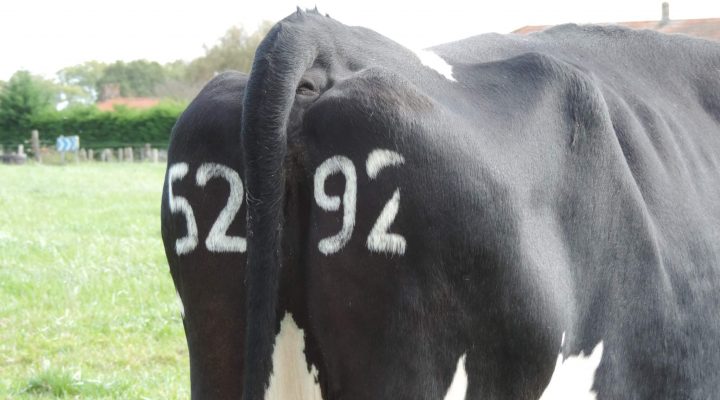 Numéros tatoués sur le cuir de l'animal
